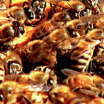 Neonicotinoids The Likely Culprit In The Bee Kill Off