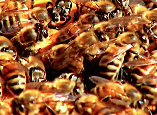 Neonicotinoids The Likely Culprit In The Bee Kill Off