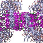 Scientists create new thin material that mimics cell membranes