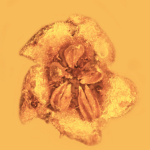 This flower has been perfectly preserved in amber for 20 million years