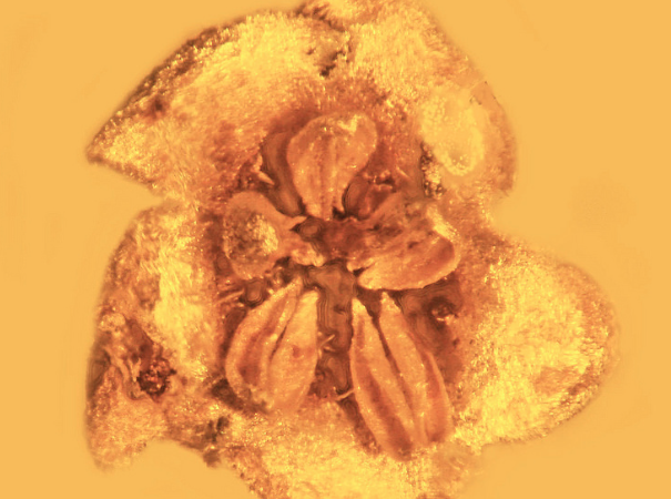 This flower has been perfectly preserved in amber for 20 million years