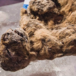 Scientists Attempt To Clone Extinct Ice Age Lion Cubs With Frozen DNA