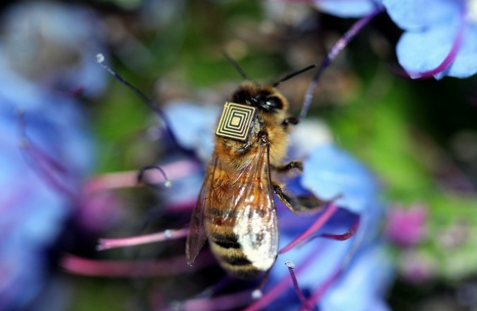 Robots infiltrate insect world to learn their ways