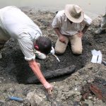 13-million-year-old ‘storyteller’ crocodylian fossils show evidence for parallel evolution