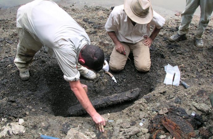 13-million-year-old ‘storyteller’ crocodylian fossils show evidence for parallel evolution