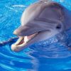 Dolphins ‘key in hunt for aliens’ as scientists study marine speech for ET clues