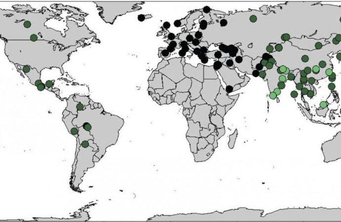 A world map of Neanderthal and Denisovan ancestry in modern humans
