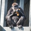 A gorilla named Susie illustrates genome similarities with humans