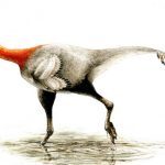 Newly identified Alberta dinosaur had arm muscles fit to lift feathers