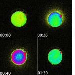 Human life begins in bright flash of light as a sperm meets an egg.