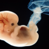 Scientists Create Embryos That Are Both Animal And Human