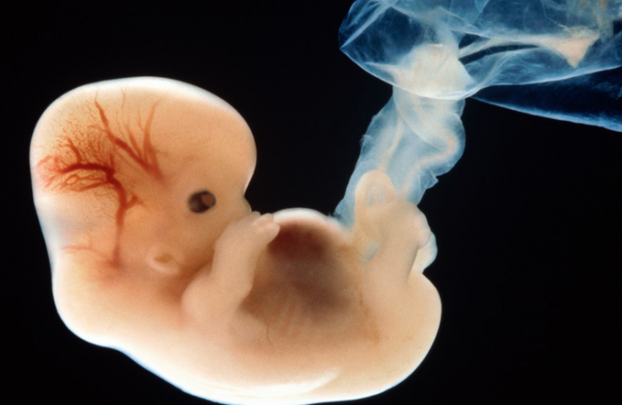 Scientists Create Embryos That Are Both Animal And Human