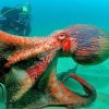 Scientists declare that octopuses are basically aliens