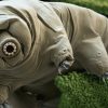 The tardigrade genome has been sequenced, and it has the most foreign DNA of any animal