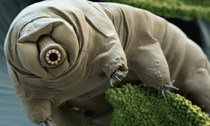 The tardigrade genome has been sequenced, and it has the most foreign DNA of any animal