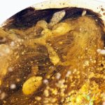 Bird wings trapped in amber are a fossil first from the age of dinosaurs