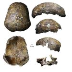 Ancient ‘Deep Skull’ from Borneo full of surprises