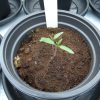 Plants Grown In Simulated Mars Conditions Found Safe To Eat