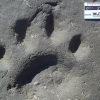 First fossil footprints of saber-toothed cats are bigger than Bengal tiger paws