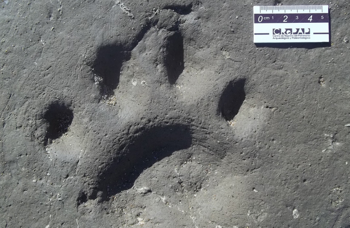 First fossil footprints of saber-toothed cats are bigger than Bengal tiger paws