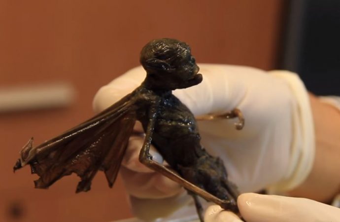 Is this a real FAIRY? Researchers perform X-Ray and Lab tests on mystery creature