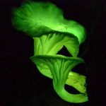 How research into glowing fungi could lead to trees lighting our streets