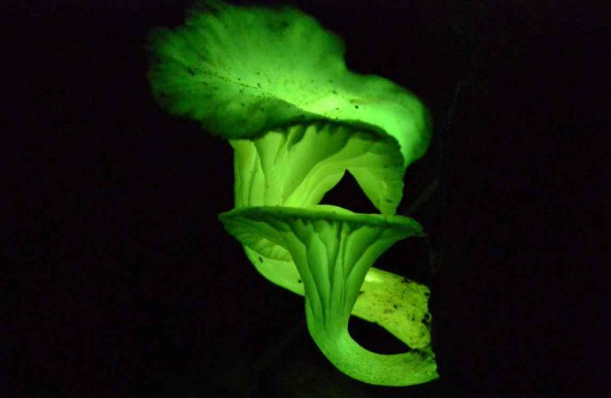 How research into glowing fungi could lead to trees lighting our streets