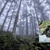 Scientists Who Believe in Bigfoot
