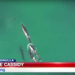 Drone pilot captures incredible footage of a whale pod hunting and killing a shark