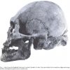 Update on Bigfoot Skull found near Lovelock, NV