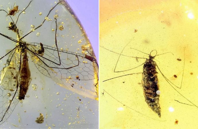 This ancient baby insect was a fearsome spider killer