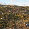 323 Reindeer Killed In Lightning Storm In Norway