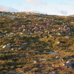 323 Reindeer Killed In Lightning Storm In Norway