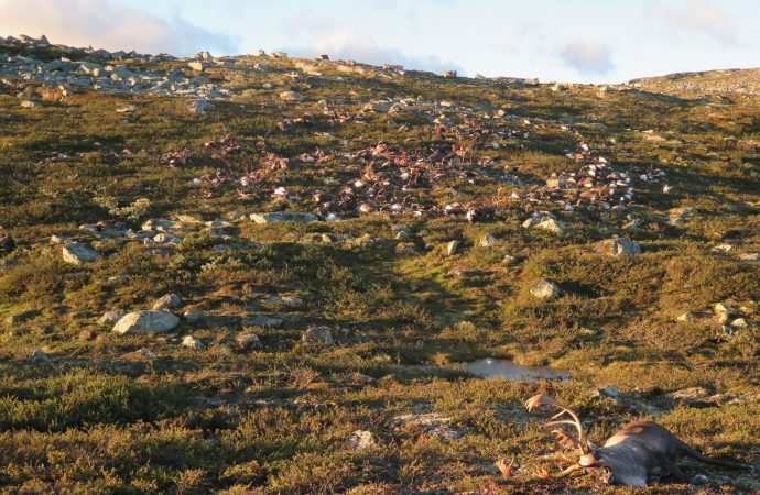 323 Reindeer Killed In Lightning Storm In Norway