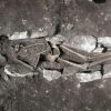 Skeleton 3,000 years old lends credence to claims of Ancient Greeks sacrificing humans