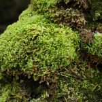 All hail the humble moss, bringer of oxygen and life to Earth