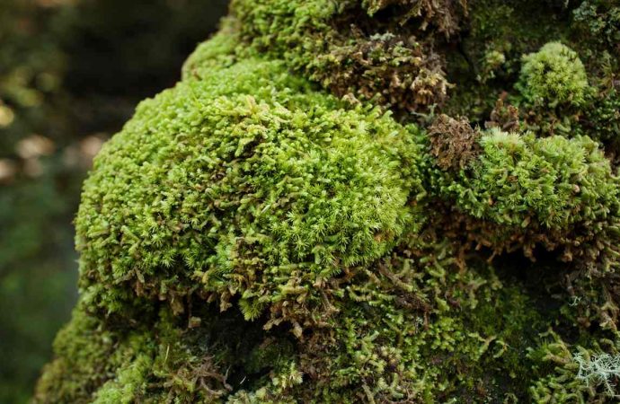 All hail the humble moss, bringer of oxygen and life to Earth