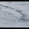 Icelandic Truth Comission Confirms The Lagarfljótsormur Sea Monster is Real