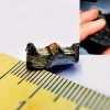300-million-year-old UFO tooth-wheel found in Russian city of Vladivostok
