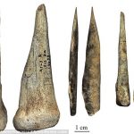 Were these Europe’s last surviving Neanderthals? 42,000-year-old fossils suggest our ancient cousins were much smarter than we thought