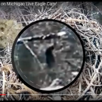 Is This a Bigfoot Sighting on Michigan Live Eagle Cam?