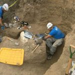 ‘Well-preserved’ rare mammoth skull unearthed in Channel Islands puzzles scientists