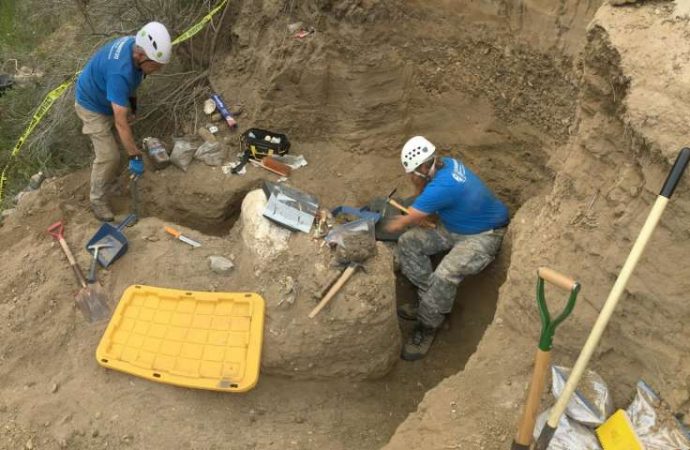 ‘Well-preserved’ rare mammoth skull unearthed in Channel Islands puzzles scientists