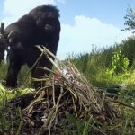 This Bonobo Starts Fires, Cooks His Own Food, AND Knows 3,000 English Words