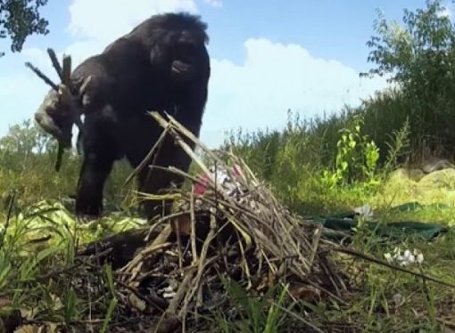This Bonobo Starts Fires, Cooks His Own Food, AND Knows 3,000 English Words