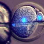 Motherless babies possible as scientists create live offspring without need for female egg