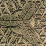 An incredible “crop circle” made its appearance in Ansty, near Salisbury, Wiltshire