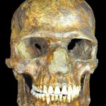Fossil DNA confirms interbreeding between humans and Neanderthals