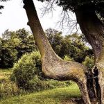 Mysterious bent trees are actually Native American trail markers