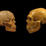 The Fate of Neanderthal Genes